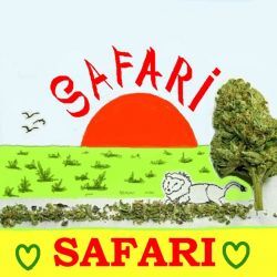 safari