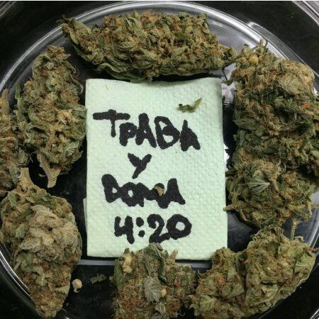 Трава у Дома 4:20