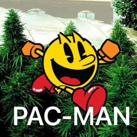 PAC-MAN 