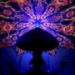 Лавка Shroomovod'a