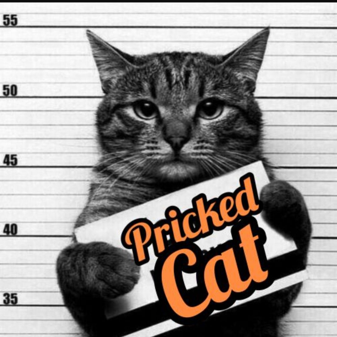 pricked cat